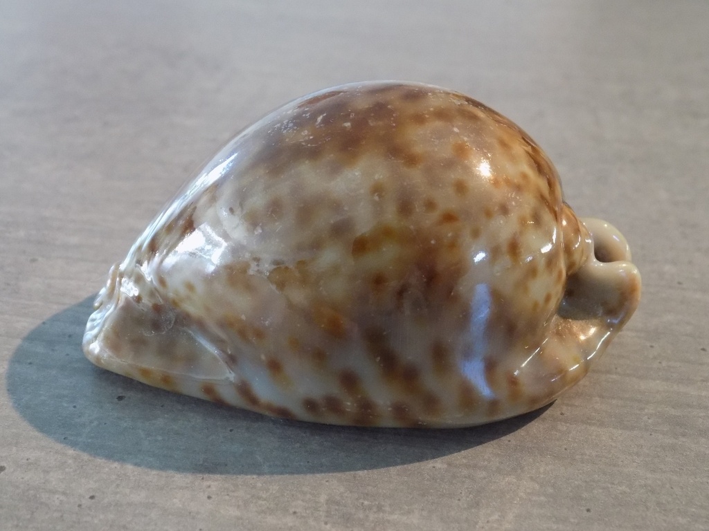 CYPRAEA TRONA STERCORARIA XL Clear