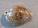 CYPRAEA TRONA STERCORARIA XL Clear