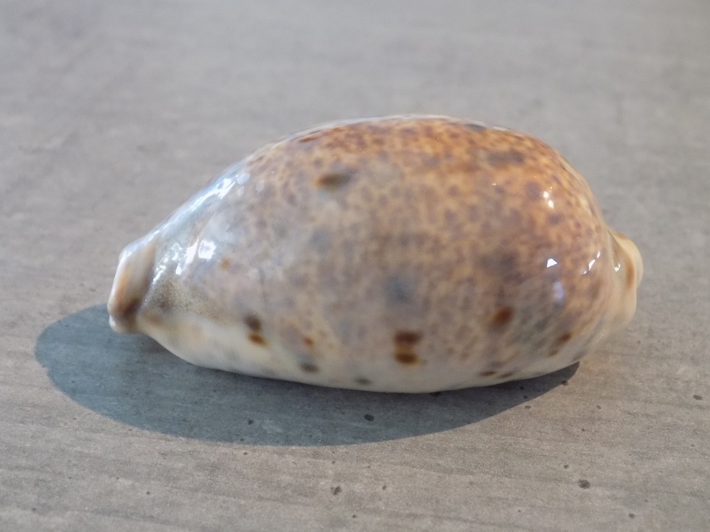 CYPRAEA LYNCINA LYNX LYNX XL