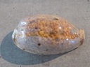 CYPRAEA LYNCINA LYNX LYNX XL