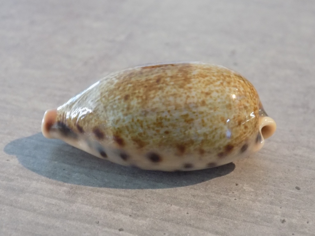 CYPRAEA ERON.CAURICA ELONGATA