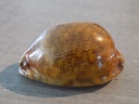 CYPRAEA M.ARABICA f.RUSTY