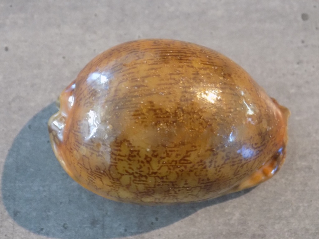 CYPRAEA M.ARABICA f.RUSTY