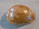 CYPRAEA M.ARABICA f.RUSTY