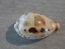 CYPRAEA CONTRADUSTA PULCHELLA PUCHCH.