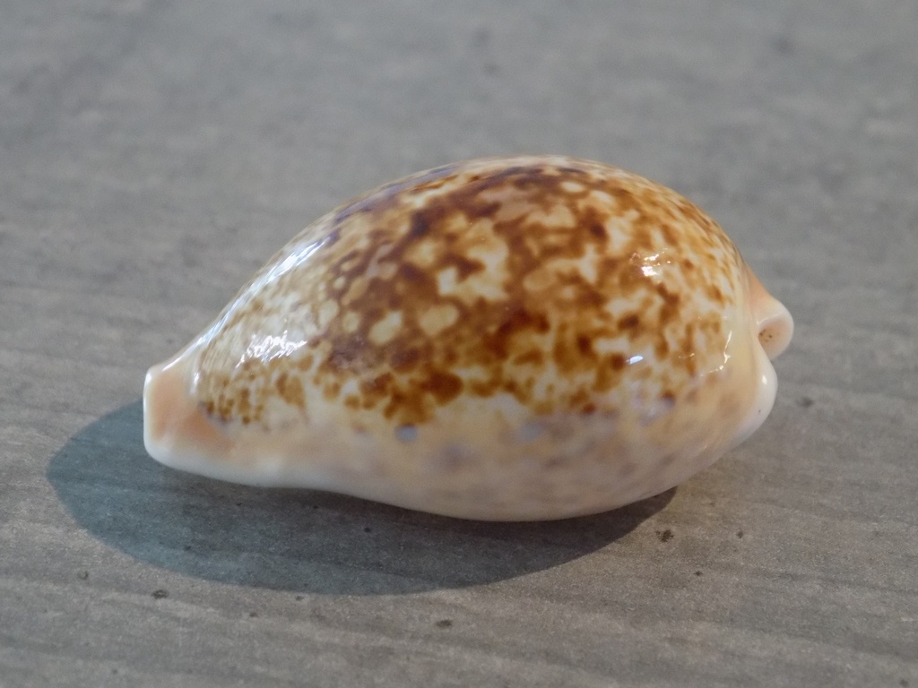 CYPRAEA S.INOPINATA ACHATIDAE