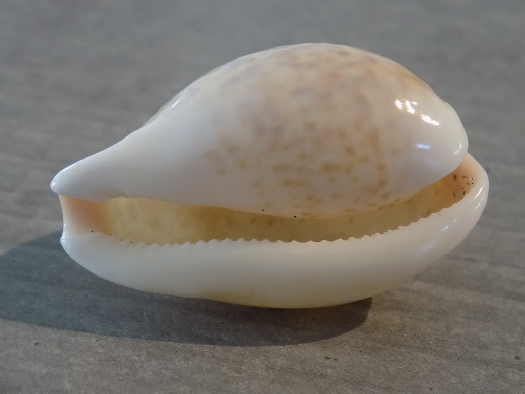 CYPRAEA S.INOPINATA ACHATIDAE