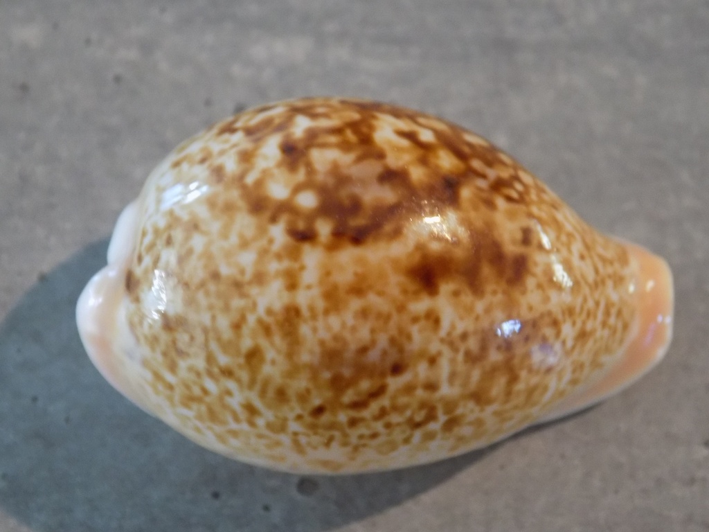 CYPRAEA S.INOPINATA ACHATIDAE