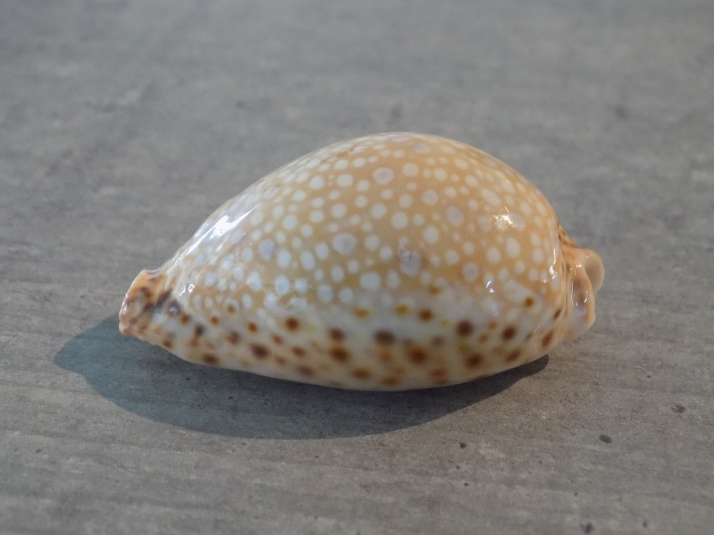 CYPRAEA NARIA LAMARCKII