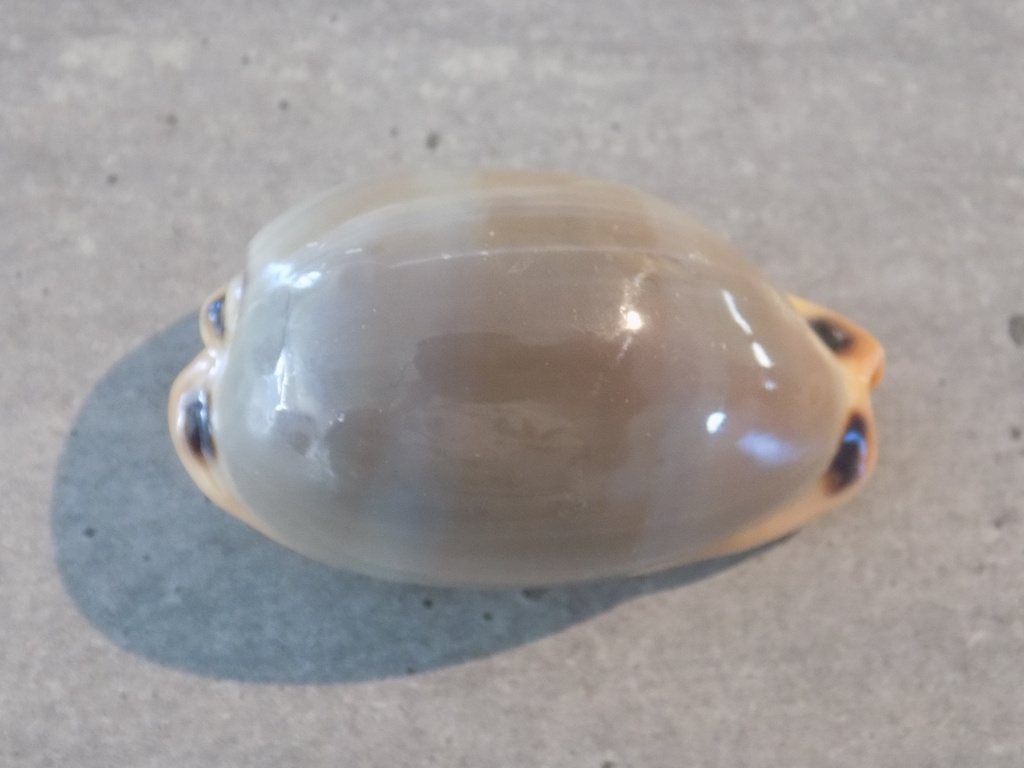 CYPRAEA LURIA LURIDA