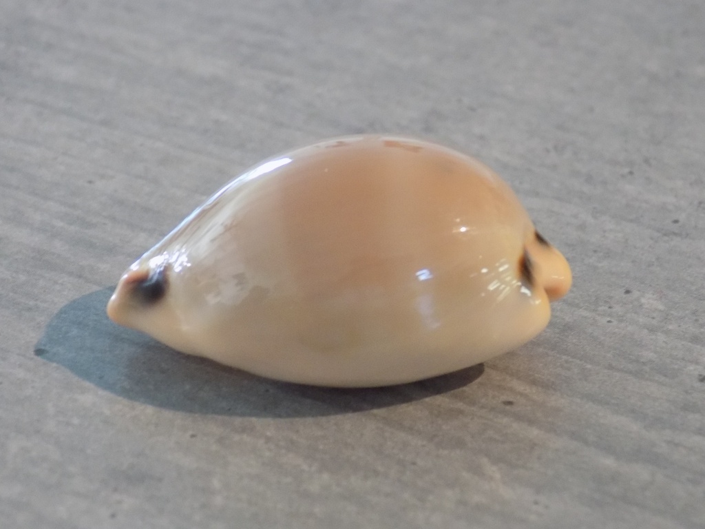 CYPRAEA LURIA LURIDA PULCHROIDES