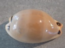 CYPRAEA LURIA LURIDA PULCHROIDES