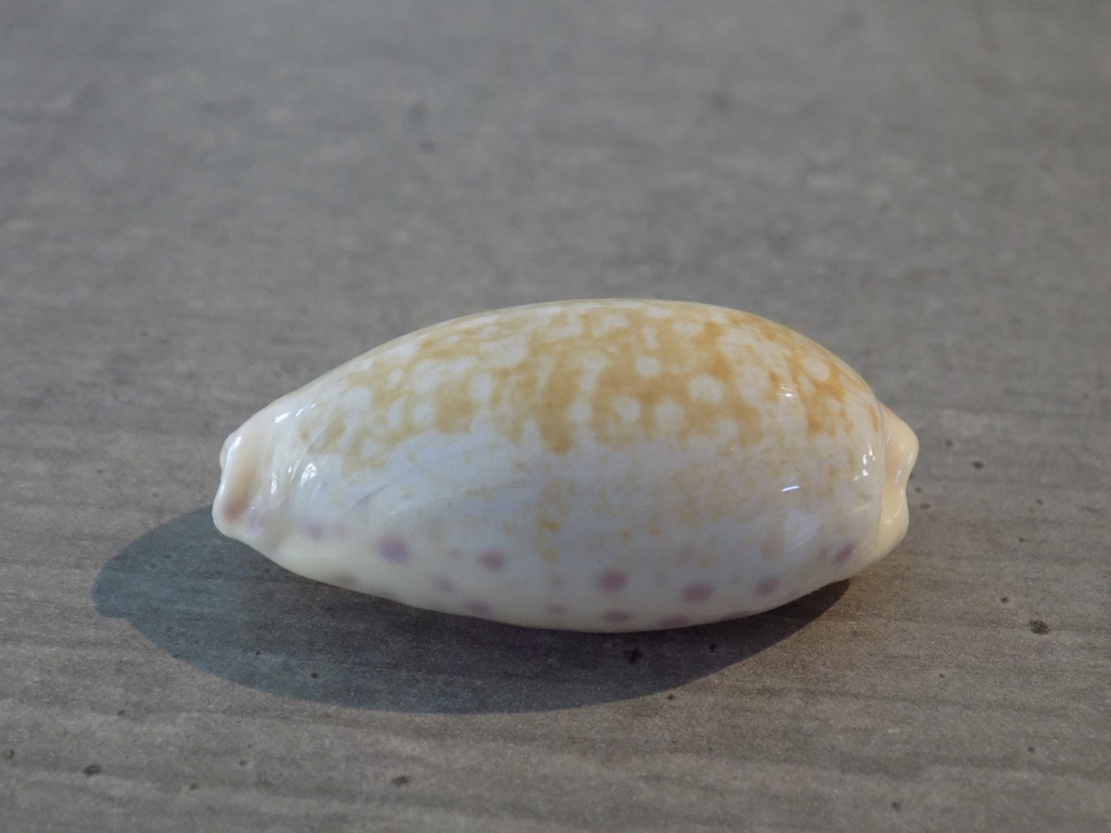 CYPRAEA OVATIPSA CHINENSIS