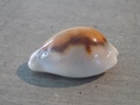 CYPRAEA NEOBERNAYA SPADICEA