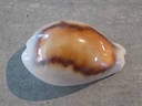 CYPRAEA NEOBERNAYA SPADICEA