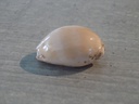 CYPRAEA LURIA CINEREA XL