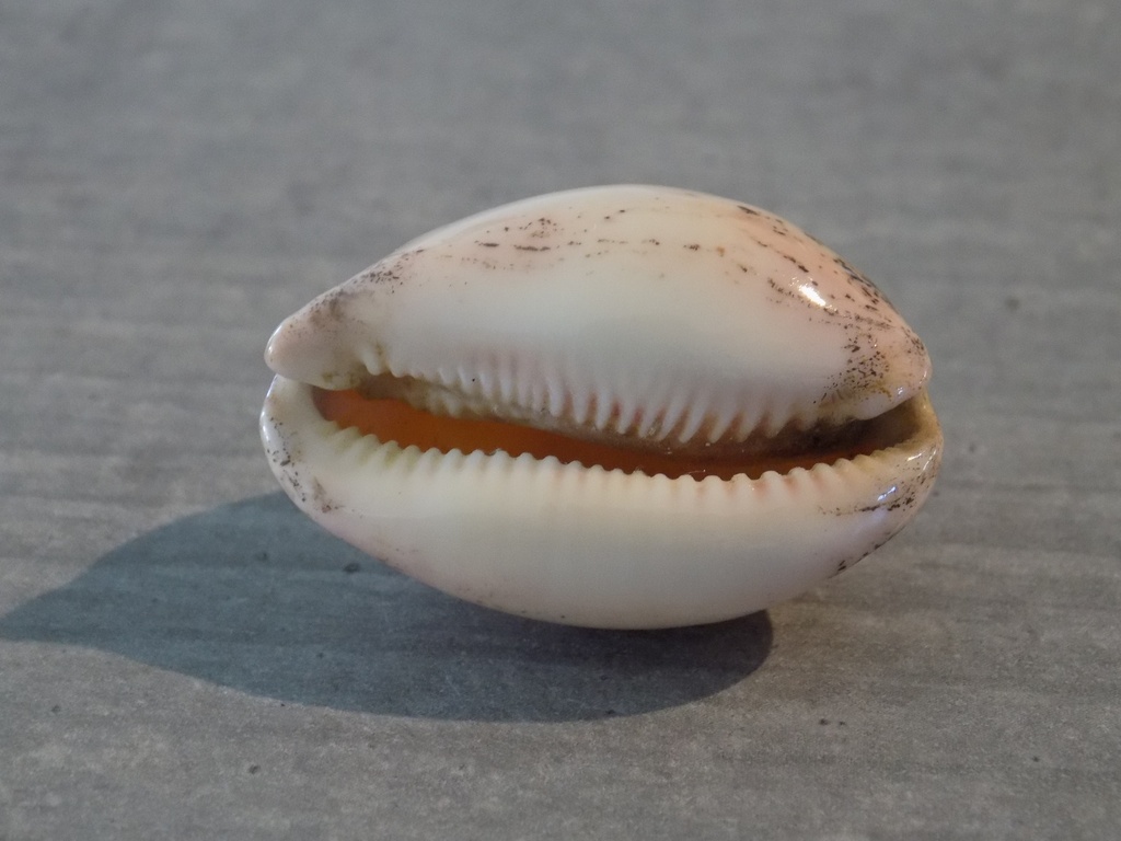 CYPRAEA LURIA CINEREA XL