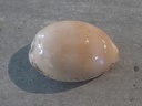 CYPRAEA LURIA CINEREA XL