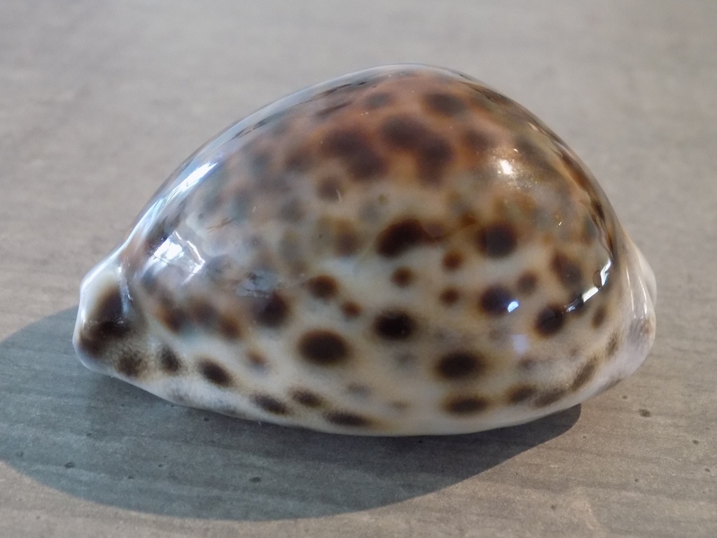 CYPRAEA TIGRIS  F.NAINE