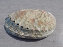 HALIOTIDAE HALIOTIS TUBERCULATA