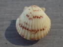 PECTINIDAE ARGOPECTEN GIBBUS