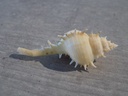 MURICIDAE VOKESIMUREX BODYINI