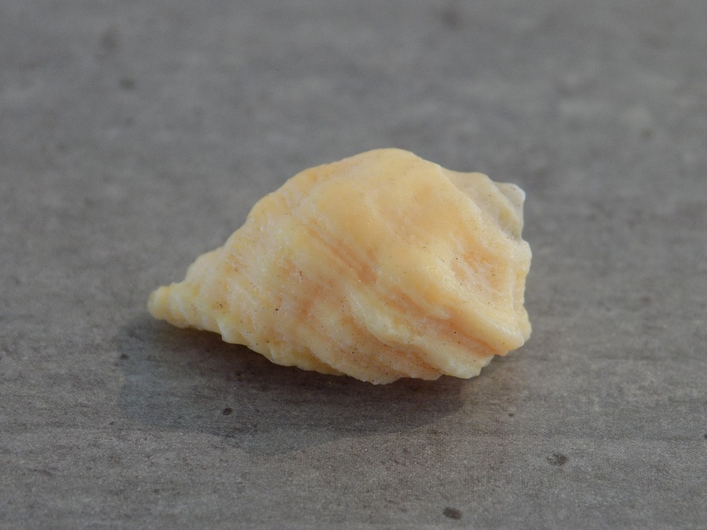 MURICIDAE DRUPA GROSSULARIA orange