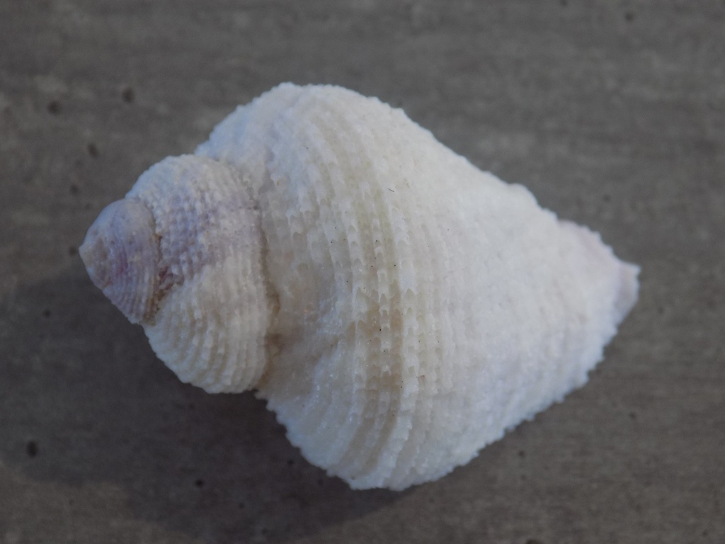 MURICIDAE CORALLIOPHILA RADULA XL