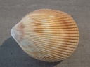 CARDIIDAE TRACHYCARDIUM RUBICUNDUM