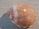 CASSIDAE SEMICASSIS SABURON