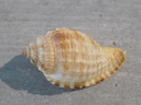 HARPIDAE MORUM TERAMACHII