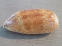 CYPRAEA AREST. ARGUS CONSTRATRIATA XL