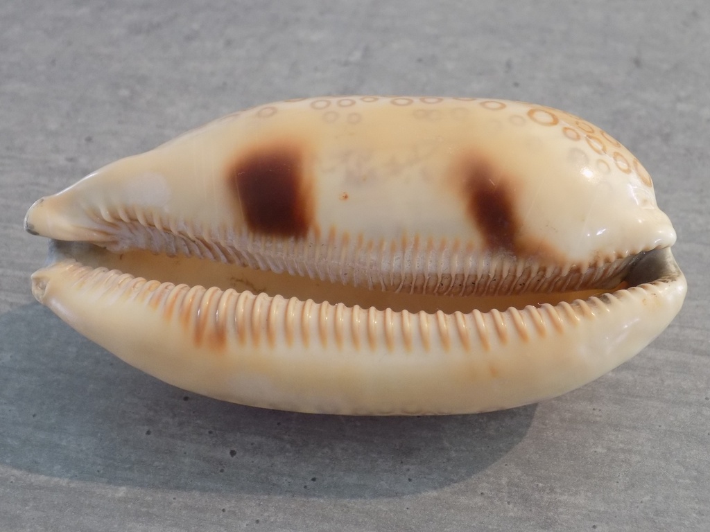 CYPRAEA AREST. ARGUS CONSTRATRIATA XL