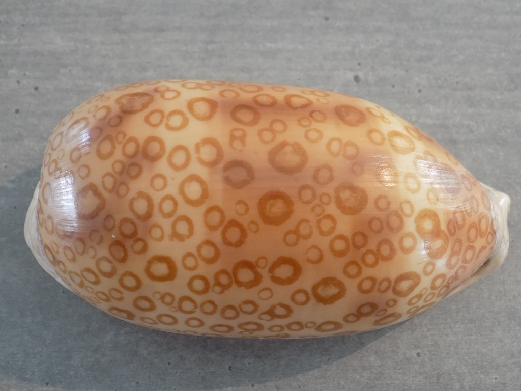 CYPRAEA AREST. ARGUS CONSTRATRIATA XL