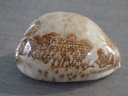 CYPRAEA LEPORICYPRAEA MAPPA MAPPA XL