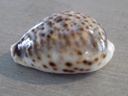 CYPRAEA TIGRIS f. LYNCICHROA XL