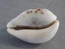 CYPRAEA TIGRIS f. LYNCICHROA XL