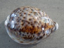 CYPRAEA TIGRIS f. LYNCICHROA XL