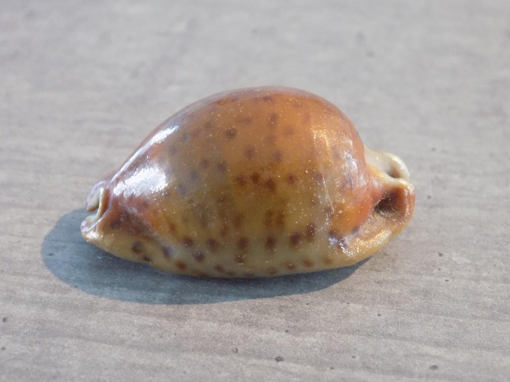 CYPRAEA TRONA STERCORARIA Rusty Naine