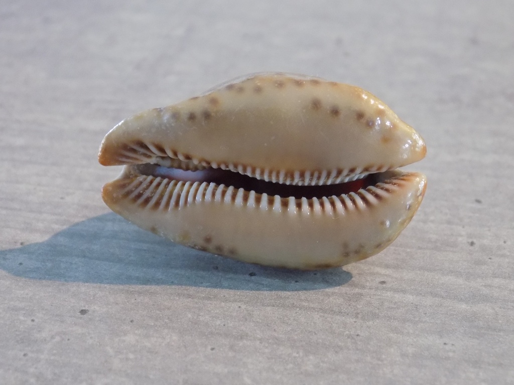 CYPRAEA TRONA STERCORARIA Rusty Naine