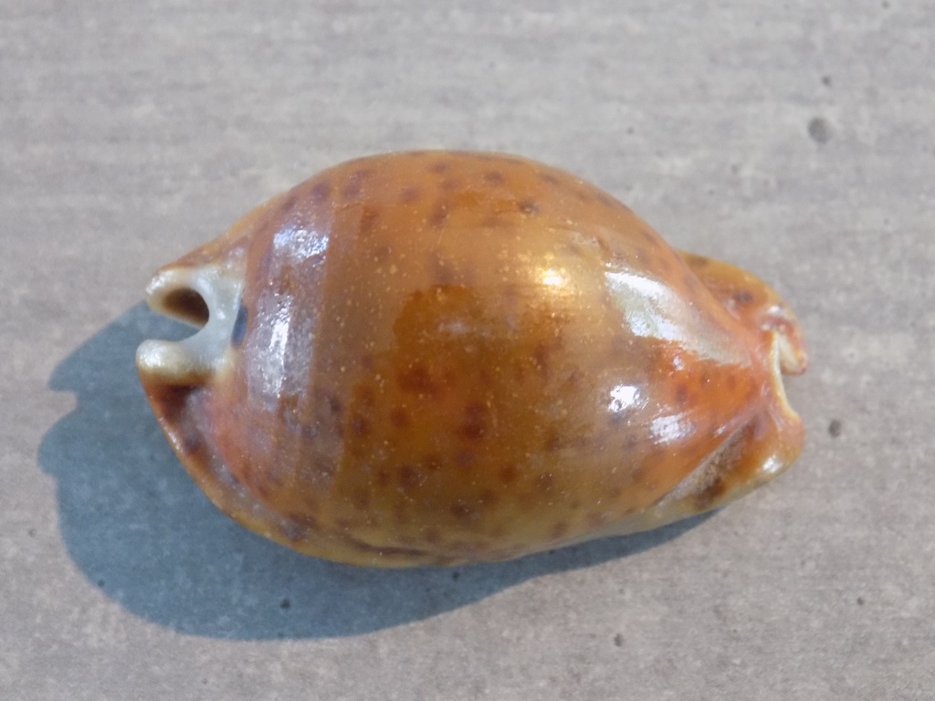 CYPRAEA TRONA STERCORARIA Rusty Naine