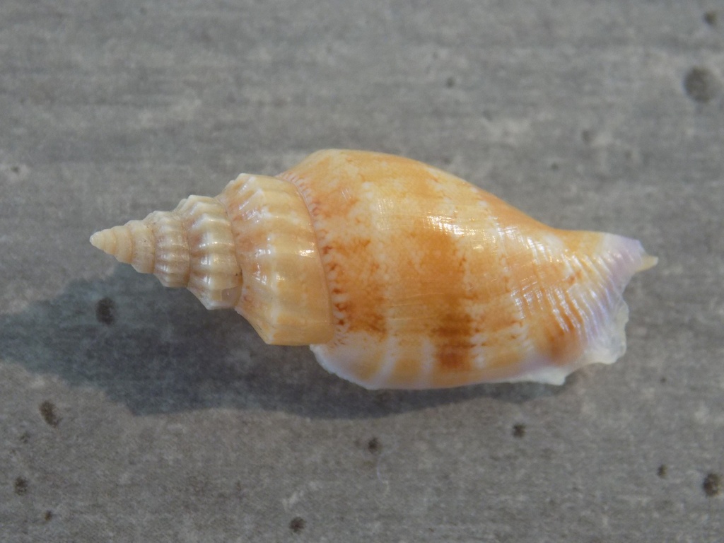 STROMBIDAE CANARIUM WILSONORUM