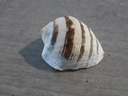 MURICIDAE DRUPA MORUM IODOSTOMA