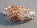 OLIVIDAE OLIVA PORPHYRIA