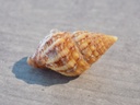 FASCIOLARIIDAE PERISTERNIA LIRATA