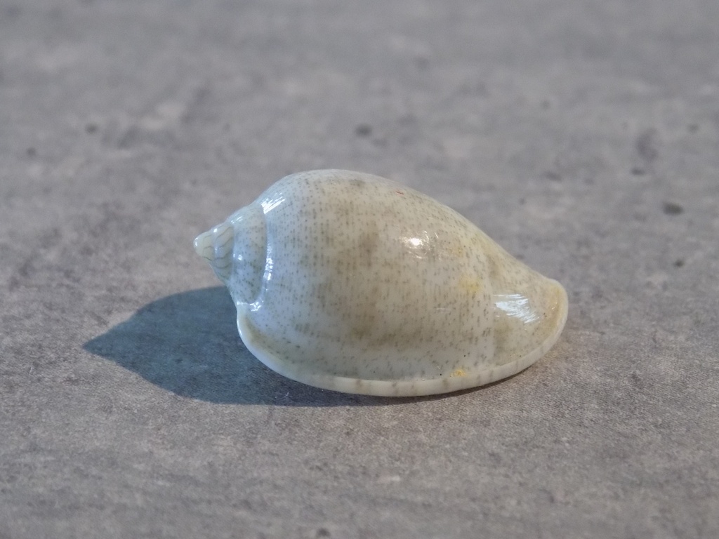 MARGINELLIDAE MARGINELLA HELMATINA