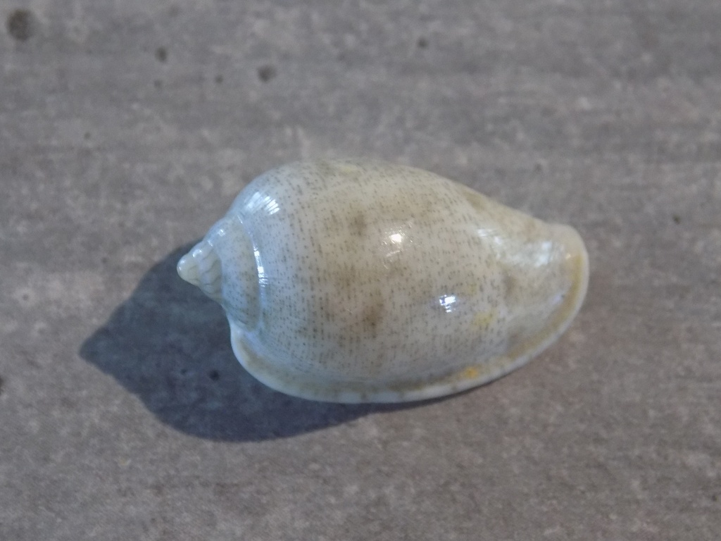 MARGINELLIDAE MARGINELLA HELMATINA