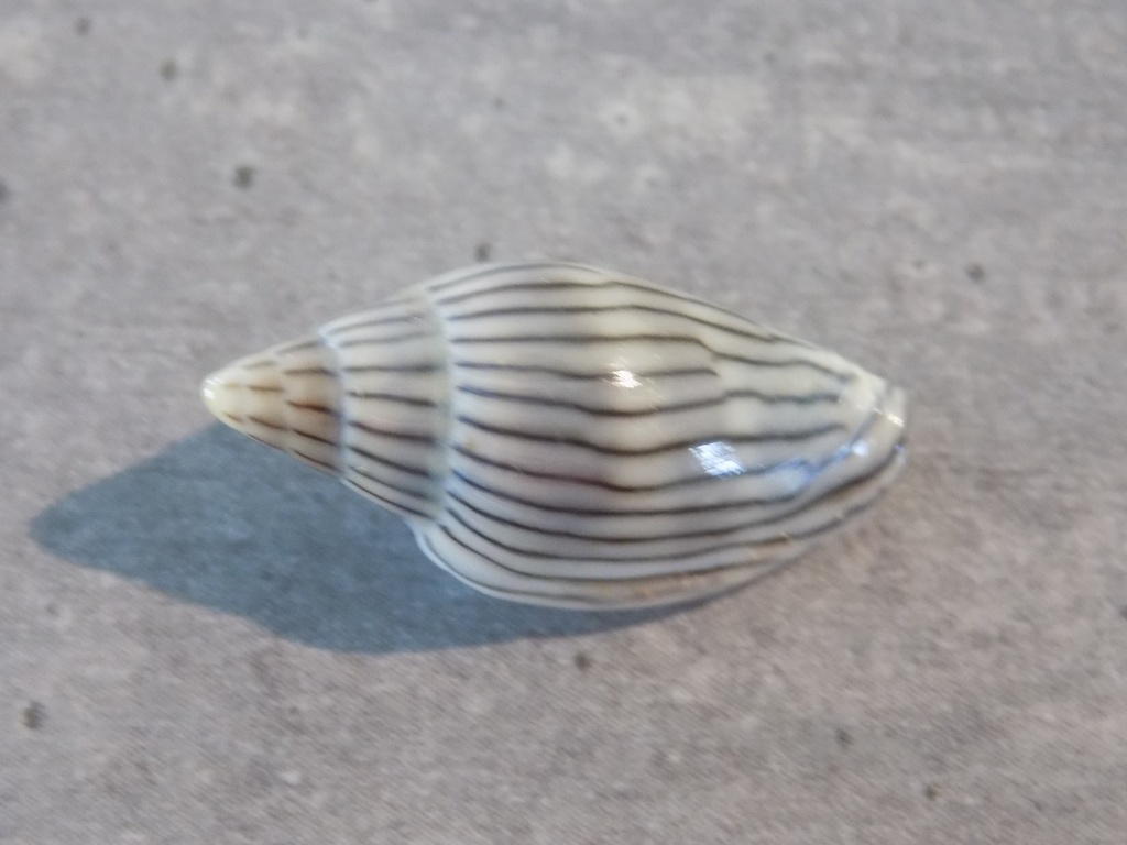 MARGINELLIDAE MARGINELLA CLERYI