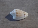 MARGINELLIDAE GLABELLA ANSONAE