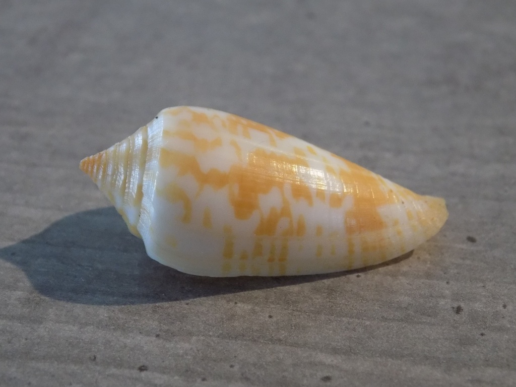 CONIDAE PHASMOCONUS LIENARDI